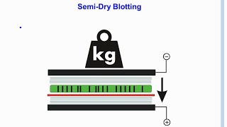 SERVA Webinar Transfer Methods  Blotting Basics Englisch [upl. by Lennahs305]