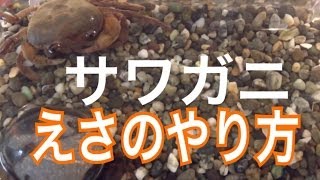 サワガニ エサをパクッと食べる瞬間 [upl. by Eilyk]