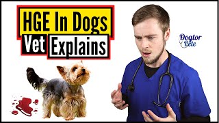 Hemorrhagic Gastroenteritis In Dogs  You NEED To Watch This To Save Your Dog  Vet Explains [upl. by Ahsael365]