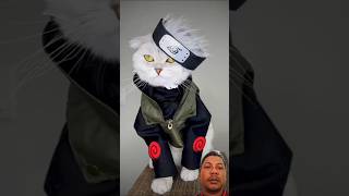 Anime cats 🙀 cat catlover pets funnycats funny pet kakashi котята коте scottishfold [upl. by Dara]