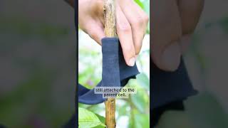 Air layering vegetative propagation in plant abdur Rahman official [upl. by Shantha]