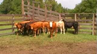 PIEDMONTESE ORGANIC BEEF CATTLE [upl. by Robena]