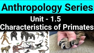 Characteristics of Primates Evolutionary Trend and Primate Taxonomy  Task IAS  upsc ias uppcs [upl. by Drarig]