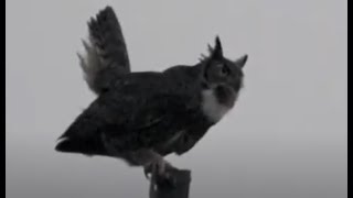 Great Horned Owl Hooting on a Power Pole This Morning [upl. by Iatnahs]