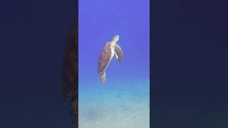 🐢 Chelonia mydas 🐢 turtle scubadiving redsea ocean shorts padi diving [upl. by Na]