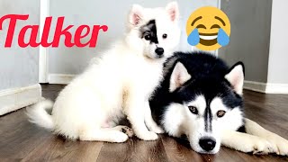 Crazy 🤪 💯 Red Female Siberian husky part 14 [upl. by Yeca21]