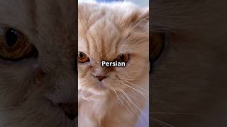 Amazing and Fun Facts About Persian Cats You Never Knew [upl. by Etteiram]