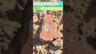 A Day in the Life of a Geologist ⛏️🤠 geology paleontology prehistoric fossil fossilhunting [upl. by Allis]