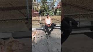 PITBULL DOG OUTSIDE WATCH TO THE END 💐🌈💐🌈💐🌈💐🌈 [upl. by Nyre]