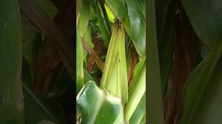 Corn plants in the roof garden 🌽 [upl. by Aryahay]