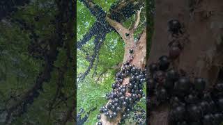 Jaboticaba fruta lindas [upl. by Aken539]