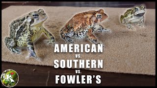 American Toad Southern Toad amp Fowlers Toad How to Tell Them Apart [upl. by Yenoh]