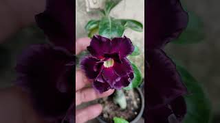 Adenium collection Akshar Plants amp Planters [upl. by Aniral]