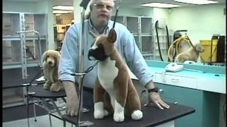 Groomers Helper Training Video [upl. by Casilde869]