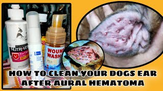 How to clean your dogs ear after aural hematoma surgery  MiraiValente [upl. by Menendez]