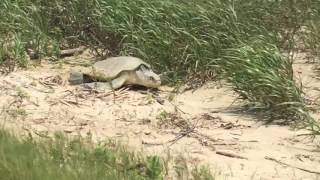 Kemp’s Ridley Sea Turtle Nesting in Texas [upl. by Haleemaj266]