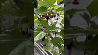 Organic mulberry fruits 2 nature [upl. by Reinke]