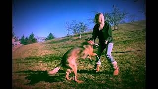 K9 Bitework amp Buildup Advice k9 k9handler belgianmalinois germanshepherd [upl. by Dlarej]