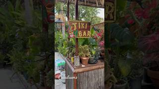 Caladiums Display on Tiki Bar caladium garden tropicalflowers [upl. by Judon574]