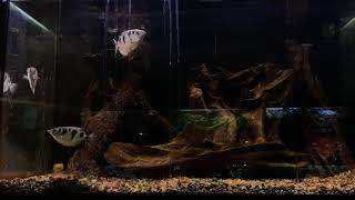 Brackish Aquarium Info Video [upl. by Sweatt]