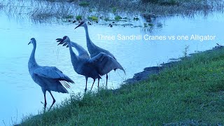 Three Sandhill Cranes and a Gator [upl. by Caia]