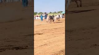 Dilbar or bulbul ki power youtubeshorts cow jhelumvalley unfrezzmyaccount jhelum bull viral [upl. by Esined]