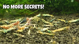 Master Shrimp Breeder Shares His Tips Tricks And Secrets To Help You Breed More Shrimp [upl. by Akkim]