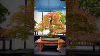 Japanese maple bonsai bonsaitree bonsaishow tree bonsaiart bonsailove bonsailife maplebonsai [upl. by Jackquelin]