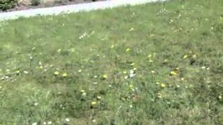 LawnGuard Lawn Treatment Services [upl. by Carlene]