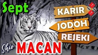 Shio MACAN September CERIA Rejeki asmara jodoh karir tarot tarotreading ramalan [upl. by Cira]