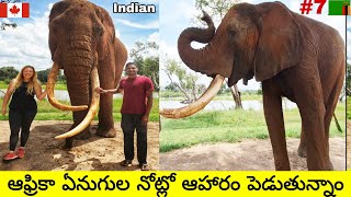 Feeding Elephants 🐘  Livingston Zambia  Uma Telugu Traveller [upl. by Avihs]