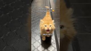 Tato 🦁 has been starving his whole life 😩🥺 cat kitten foster cutekittenvideos meowing cute [upl. by Novek]