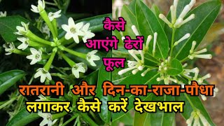 दिनकाराजा cestrum diurnum  रातकीरानी की देखभाल कैसे आऐंगे ढेरों फूलday jasmine plant [upl. by Homans]