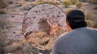 Burrowing OWLS Let Me Record Them  An Unexpected Desert Encounter [upl. by Acinomad347]