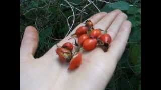 Rose hips free vitamin C  and how to make itching powder [upl. by Dorkas997]