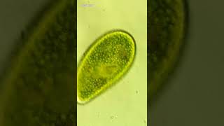 Single Celled Organisms Under Microscope Paramecium bursaria [upl. by Nuahsad]