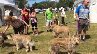 Berger BPCC Berger Picard Canadian National Specialty 2016 [upl. by Armmat]