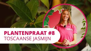 Plantenpraat 8  Toscaanse jasmijn [upl. by Repinuj257]