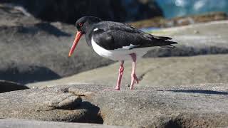 A Pied Oystercatcher being rejected by a pair of Sooty Oystercatchers [upl. by Elroy]