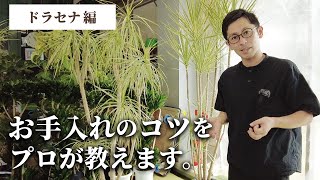 【観葉植物のプロが教える】 ドラセナ・コンシンネ 剪定のコツ！ [upl. by Ariec]