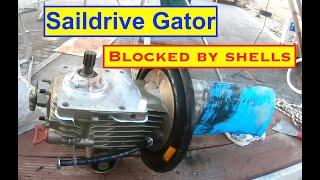 Blocked by Shells Volvo Saildrive 130s We change the Saildrive Gator Easy Boat job [upl. by Adivad]