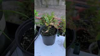 bonsai oak seedlings [upl. by Pasho]