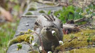 Wryneck — West Boldon 04052021 [upl. by Ji]