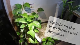 Baby Bichir and Arowana Update  Pothos Growth [upl. by Nylasor]