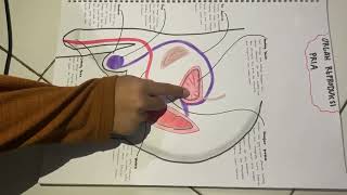 Organ Reproduksi Manusia [upl. by Zeidman]