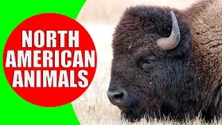 North American Animal for Kids  Animal Sounds from the Wildlife of North America [upl. by Searcy23]