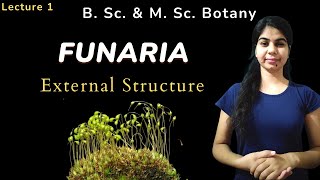 FUNARIA  External Structure  in Hindi  Botany  B Sc amp M Sc [upl. by Vito]