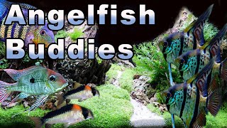 Angelfish Buddies Some GREAT Tank Mates for Your Angelfish [upl. by Itnaihc]