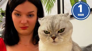 😹 FUNNIEST Cats Ever  Hilarious Cat Videos [upl. by Connor]