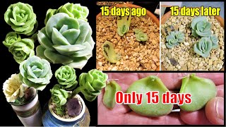 FAST GROWING SUCCULENT Graptoveria Lovely Rose  Plant care and Propagation [upl. by Hestia243]